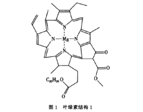 关于叶绿素中配位键的教学思考