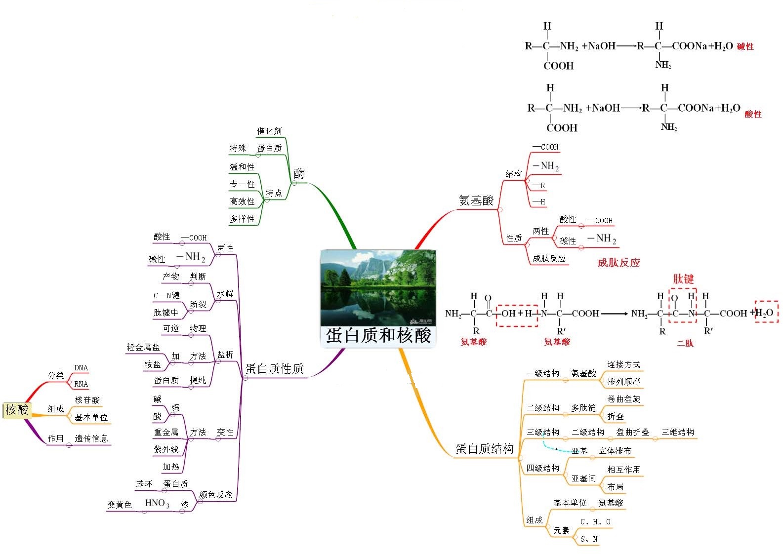 思维导图系列2：蛋白质与核酸